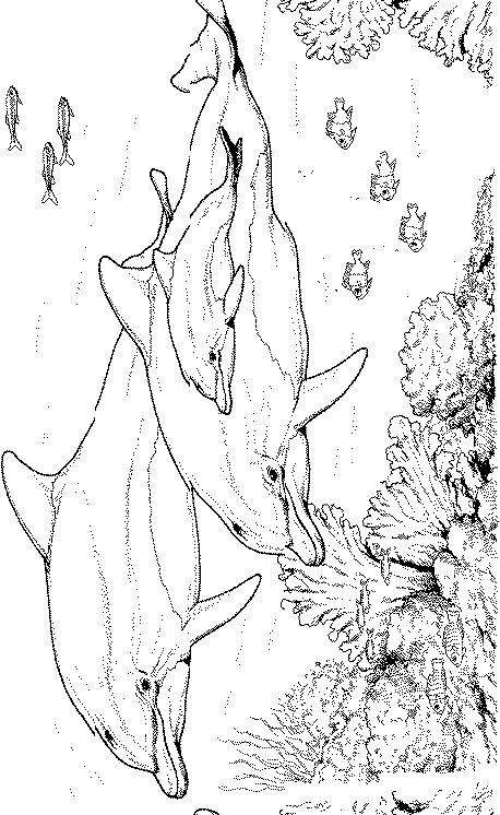 Plansa de colorat cu Delfin 8 28